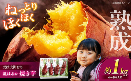 愛媛大洲育ち 熟成紅はるか焼き芋 1kg(4から6本入り) さつまいも サツマイモ やき芋 冷蔵 小分け 個包装 愛媛県大洲市/(有)玉井民友商店 [AGBY007] 冷やし焼き芋 レンジで焼き芋 紅はるか