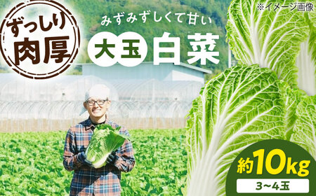 白菜 10kg(3L×3-4玉)[11月下旬から順次発送]白菜 [AGDH008]