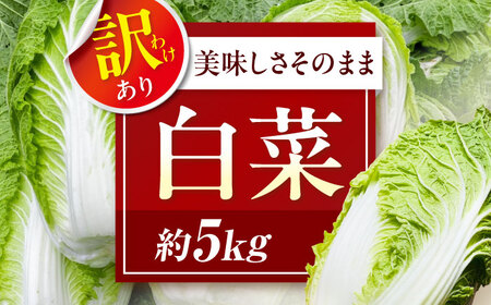訳あり 白菜 約5kg(3玉から4玉)[12月上旬から順次配送][AGEK001]
