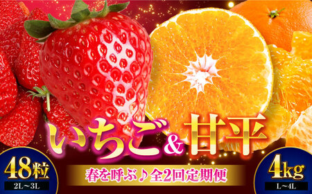 �������E�Õ� �t���Ăԁ�����ցy��s�\��z�y�S2�����ցz ������(�g�ق���)24��×2���E�Õ�4kg(L����4L�T�C�Y����) | ��s�\�� �t���[�c����� �ʕ������ �݂��� �~�J�� ����؂� �Õ� ��