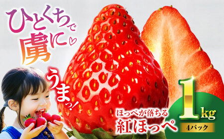 いちご 約1kg いちご 紅ほっぺ 愛媛県大洲市/沢井青果有限会社[AGBN054]