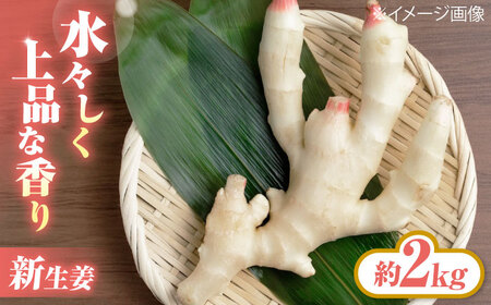 [先行予約][6月下旬から順次発送] 新生姜 2kg 愛媛県大洲市/株式会社誠実村[AGER003]