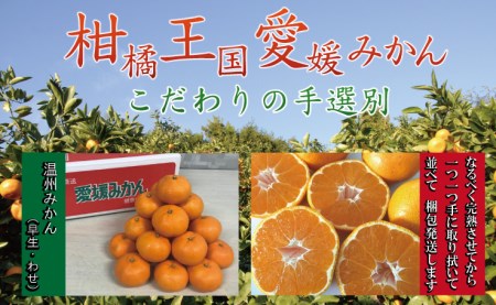 [先行予約][11月から順次発送]本場ならではの品質!柑橘王国愛媛産 早生 約5kg 愛媛県大洲市/有限会社カーム/カームシトラス[AGBW004]みかんミカン果物みかんミカン果物