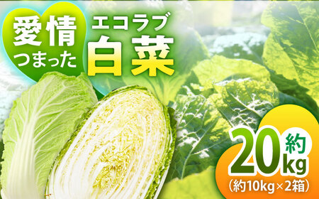 [先行予約][11月中旬より順次発送]愛情つまった エコラブ白菜 約20kg(約10kg×2箱) 愛媛県大洲市/沢井青果有限会社 [AGBN040]白菜はくさい野菜はくさい野菜