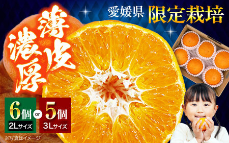 甘平(5-6個)[2026年2月上旬から順次発送]甘平(5から6個)かんぺい [AGBA005]