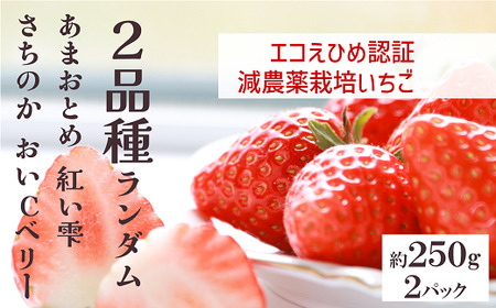 紅おとめの返礼品 検索結果 | ふるさと納税サイト「ふるなび」