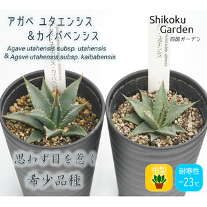 多肉植物 インテリア アガベ ユタエンシス&ユタエンシス・カイバベンシス 3.5号黒鉢 各1ポット 人気 観葉植物 グリーン リラックス 初心者でも育てやすい 伊予市|