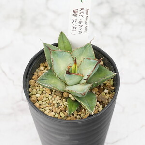 アガベ・チタノタ「熊猫(パンダ)」 3.5号鉢 四国ガーデン 人気 多肉植物 インテリア 観葉植物 グリーン リラックス|
