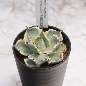 アガベ・カブトガニ錦 3.5号鉢 四国ガーデン 人気 多肉植物
