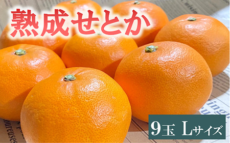 せとか Lサイズ 9玉（約1.7kg）みかんのおと みかん 愛媛 先行予約 【2026年4月以降発送】 数量限定 愛媛県産 人気 柑橘 伊予市｜B335
