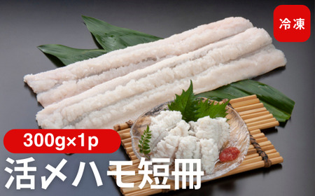 活〆鱧短冊300g 冷凍 鱧 ハモ 鱧短冊 北風鮮魚 愛媛県 伊予市 |