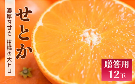 せとか みかん 愛媛 12玉 贈答用 人気 数量限定 先行予約 【2026年2月上旬以降発送】 柑橘 愛媛県産 伊予市｜C130