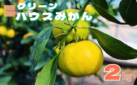 みかん 愛媛 グリーンハウスみかん 温室みかん 2kg 【8月上旬から順次発送】 夏 数量限定 柑橘 フルーツ 伊予市｜B441