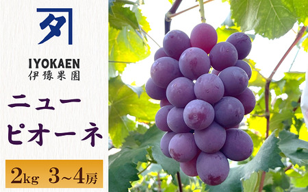ニューピオーネ 約2kg [2026年先行予約・2026年8月上旬から順次発送予定] ぶどう 葡萄 種無し 果物 愛媛 人気 伊豫果園 伊予市|