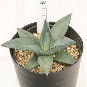 アガベ 「シャークスキン」 4.5号鉢 四国ガーデン 人気 多肉植物 インテリア 観葉植物 グリーン リラックス |