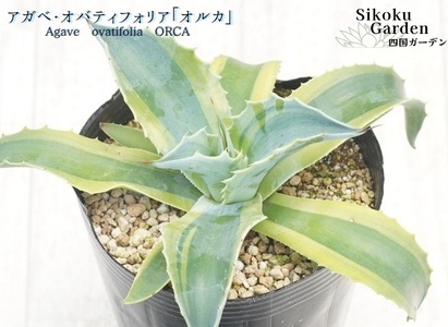 アガベ・オバティフォリア「オルカ」4号 四国ガーデン 人気 多肉植物 インテリア 観葉植物 グリーン リラックス |