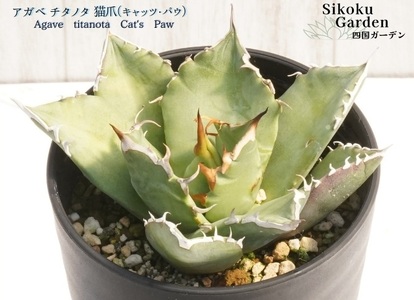アガベ・チタノタ「猫爪(キャッツ・パウ)」 3.5号鉢 数量限定 四国ガーデン 人気 多肉植物 インテリア 観葉植物 グリーン リラックス|