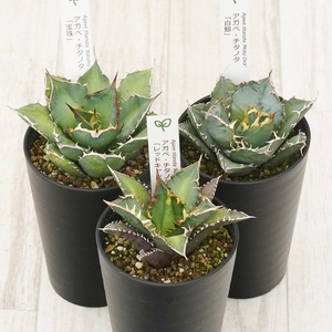 多肉植物 インテリア アガベ チタノタ銘品3種 セット 3.5号鉢 白鯨 赤猫 宝珠 四国ガーデン 人気 観葉植物 グリーン リラックス 伊予市|D53