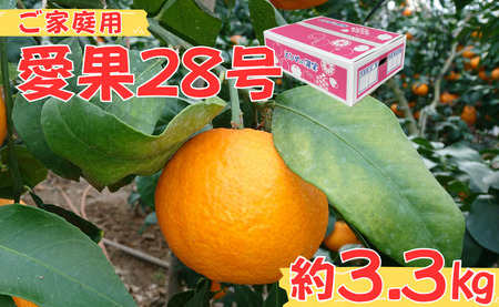 愛果28号 約3.3kg ご家庭用 みかん 柑橘 愛媛 [12月から順次発送予定] 先行予約 数量限定 人気 伊予市|