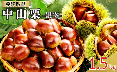 中山栗 銀寄 2Lサイズ 1.5kg 愛媛県ブランド 栗 クリ 冷蔵便 濃厚な甘み ホクホク 焼き栗 栗ごはん 中山町 伊予市 愛媛|