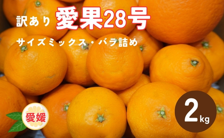 訳あり 愛果28号 2kg サイズミックス [2026年12月以降発送] 紅まどんなと同一品種 みかん 愛媛 数量限定 先行予約 柑橘 伊予市|