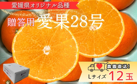 【2026年先行予約】　みかん 愛果28号 Lサイズ 12玉 贈答用 紅まどんなと同一品種 農園直送 【2026年11月中旬から順次発送予定】 愛媛 数量限定 愛媛県産 人気 柑橘 伊予市｜B531