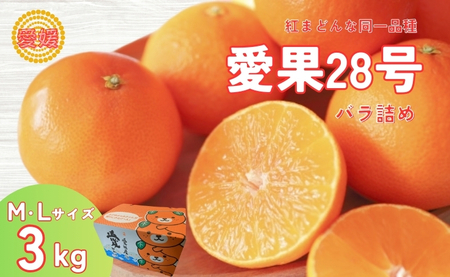 みかん 愛果28号 3kg MLサイズ バラ詰め 紅まどんな同一品種 先行予約 [2026年12月以降順次発送予定] みきゃん箱 愛媛 数量限定 愛媛県産 人気 柑橘 フルーツ 国産 おすすめ 伊予市|