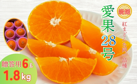 みかん 愛果28号 1.8kg 6玉 贈答用 紅まどんな同一品種 先行予約 [2026年12月以降順次発送予定] 愛媛 数量限定 愛媛県産 人気 柑橘 フルーツ 国産 おすすめ 伊予市|