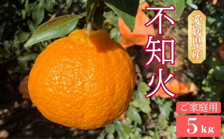 不知火 5kg ご家庭用 農園直送 先行予約 2026年4月発送 愛媛 数量限定 愛媛県産 人気 柑橘 伊予市|
