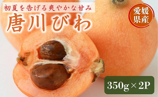 びわ 唐川びわ 350g×2パック[2026年5月下旬以降発送]ブランド認定品 季節限定 数量限定 人気 枇杷 フルーツ 果物 旬 甘い お取り寄せ 伊予市 愛媛|