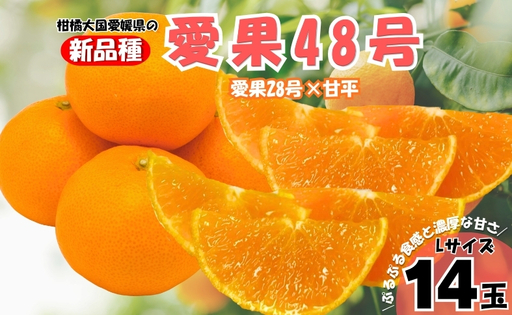 [2027年先行予約]みかん 愛果48号 Lサイズ 14玉 (贈答用)[2027年3月中旬より順次発送予定] 紅プリンセスと同一品種 農園直送 愛媛 数量限定 愛媛県産 人気 柑橘 伊予市|