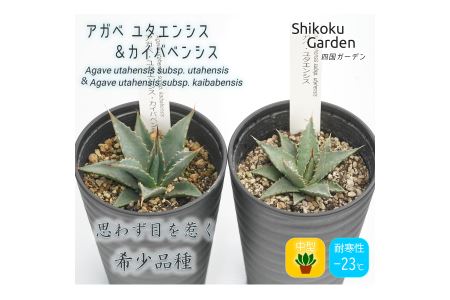 愛媛県伊予市 アガベの返礼品 検索結果 | ふるさと納税サイト「ふるなび」