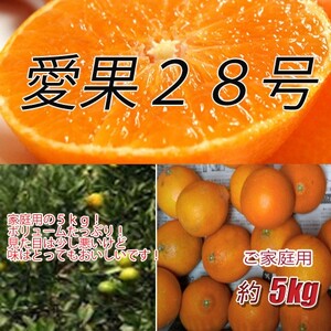 訳あり 愛果28号 5kg ご家庭用 みかん 愛媛 人気 数量限定 先行予約 柑橘 [2024年12月発送]|