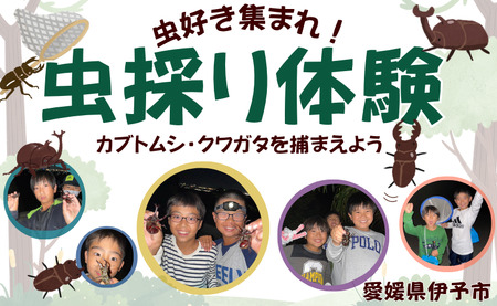 虫採り合宿(カブトムシ・クワガタ)in伊予市〜向井虫店プレゼンツ〜 虫採り体験 体験型 虫 虫好き カブトムシ ヒラタクワガタ ノコギリクワガタ コクワガタ 愛媛県 伊予市 |