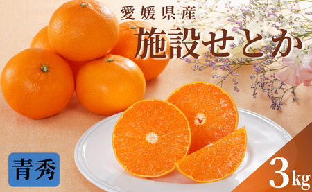 みかん 愛媛 せとか(施設)青秀 約3kg L〜3L(15玉〜10玉) [2026年1月中旬から順次発送予定] 人気 数量限定 柑橘 伊予市|
