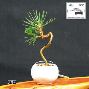赤石の泉 黒松(鉢植え) S-18[現品限り][配送地限定]