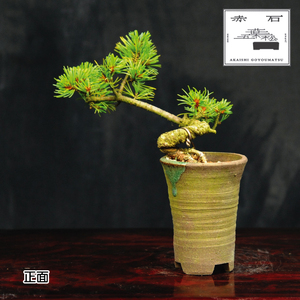赤石の泉 赤石 五葉松(鉢植え) F-123[現品限り][配送地限定]