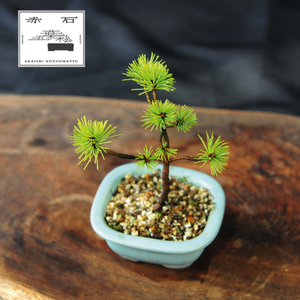 赤石の泉 赤石五葉松(鉢植え)