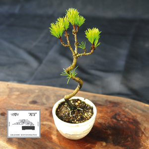 赤石の泉 黒松(鉢植え)