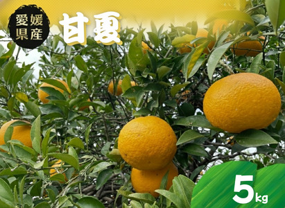 甘夏 5kg 愛媛県 秀品 四国中央市産 送料無料 果物 フルーツ