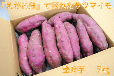 wxō̂ꂽTc}C 5kg