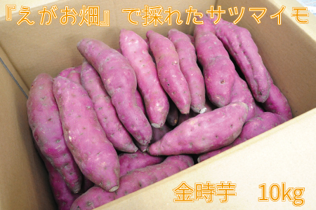 wxō̂ꂽTc}C 10kg