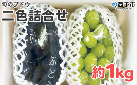 予約受付[旬のブドウ 2色詰め合わせセット 約1kg] 果物 フルーツ ぶどう 葡萄 2種類 セット 詰め合わせ つめあわせ 食べ比べ お楽しみ 期間限定 季節限定 食べて応援 特産品 愛媛県 西予市『2025年8月中旬〜8月下旬迄に順次出荷予定』URK0010