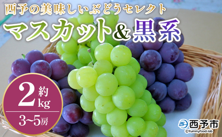 [西予の美味しいぶどう セレクトセット/マスカット&黒系 約2kg] 果物 くだもの フルーツ ぶどう 葡萄 ブドウ セット 詰め合わせ つめあわせ 食べ比べ お楽しみ おまかせ 野菜ソムリエ 食べて応援 特産品 産地直送 西予倶楽部 愛媛県 西予市[冷蔵]『8月中旬から9月上旬迄に順次出荷予定』OMC0002
