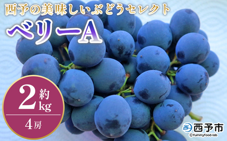 [西予の美味しいぶどう セレクトセット/ベリーA 約2kg] 果物 くだもの フルーツ ぶどう 葡萄 ブドウ セット 野菜ソムリエ 食べて応援 特産品 産地直送 西予倶楽部 愛媛県 西予市[冷蔵]『8月下旬から9月上旬迄に順次出荷予定』OMC0003