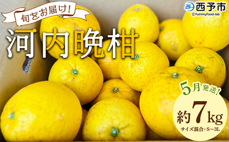 ＜《5月発送》旬をお届け！河内晩柑 約7kg＞ みかん ミカン 蜜柑 果物 柑橘類 果実 オレンジ フルーツ かわちばんかん カワチバンカン 15～20個前後 特産品 国産 明浜産 二ノ宮商事 愛媛県 西予市【常温】『2026年5月上旬から順次出荷予定』ANS0021