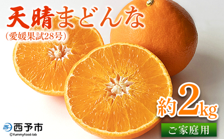 紅まどんなと同品種![天晴まどんな(愛媛果試28号)ご家庭用 約2kg] マドンナ 訳あり 果物 くだもの フルーツ みかん ミカン 柑橘 天晴農園 あっぱれのうえん 特産品 愛媛県 西予市[常温]『2024年12月上旬〜12月中旬迄に順次出荷予定』AAN0038