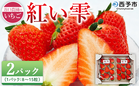 2025年発送[谷口農園のいちご「紅い雫」約500g(約250g×2パック)西予市 宇和町産] イチゴ 果物 フルーツ ストロベリー ジューシー 特産品 株式会社フジ・アグリフーズ 愛媛県 西予市[冷蔵]『2025年1月〜4月に育成状況を見ながら順次出荷予定』OFA0009