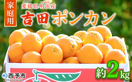 [吉田ポンカン 家庭用 約2kg] 果物 くだもの フルーツ みかん ミカン 柑橘 吉田ぽんかん よしだぽんかん ヨシダポンカン 訳あり ご自宅用 特産品 株式会社笑丸 愛媛県 西予市[常温]『2026年1月下旬〜2月下旬迄に順次出荷予定』AAN0057