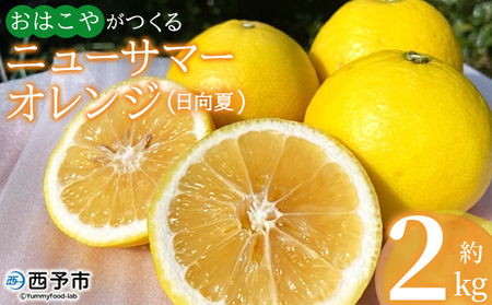 [おはこやがつくる ニューサマーオレンジ(日向夏) 約2kg(L〜3Lサイズ)] 果物 フルーツ 柑橘 ミカン 蜜柑 日向夏 小夏 特産品 西宇和 愛媛県 西予市[常温]『2026年4月上旬〜4月下旬迄に順次出荷予定』MOK0021
